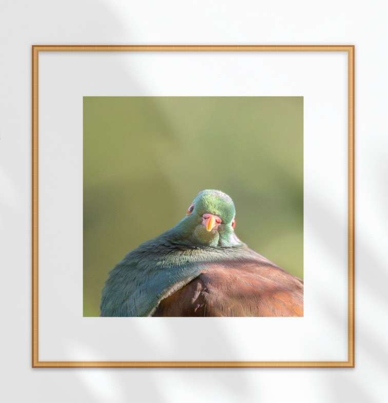 A framed kereru (woodpigeon) with iridescent blue-gray feathers and a reddish-brown body, presented in a white mat and a thin gold frame against a white wall with soft leaf shadows.