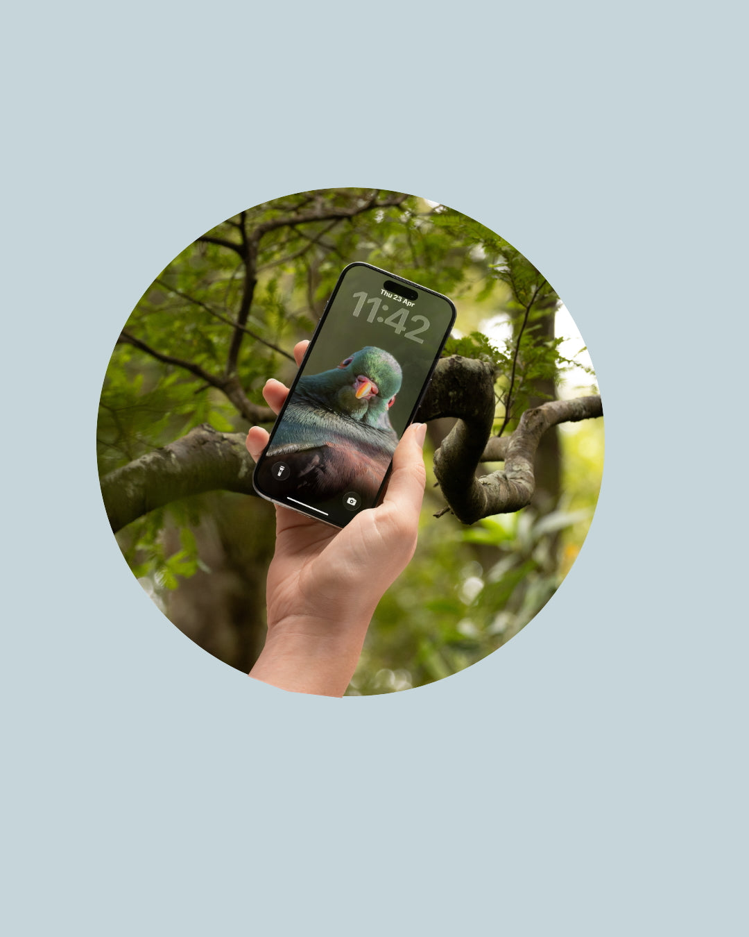 Kereru phone wallpaper