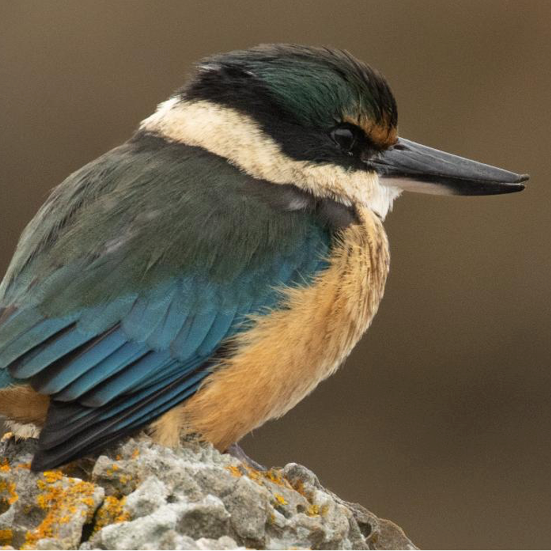 A close-up of a Kotare, native kingfisher perched on a rock, showing its blue and green wings, black cap, cream collar, and orange-brown underparts against a soft brown background.