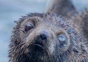 Close-up of a baby seal with large luminous eyes real photos from Ngawi, New Zealand 