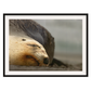 Mama kake, NZ sea lion art - Animal Wall Art