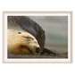 Mama kake, NZ sea lion art - Animal Wall Art