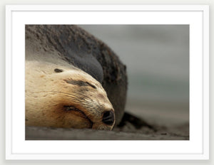 Big mama New Zealand sea lion, Ōtepoti Dunedin, warm silky browns and honey tones. Rare animal.
