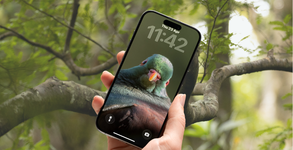 A hand holding a black smartphone with a wild Native New Zealand bird (Keruru) wallpaper, set against a blurred outdoor background of green foliage and tree branches.
