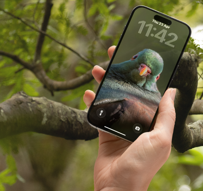 A hand holding a black smartphone outdoors against a blurred background of green leaves and tree branches. The phone screen is on and displays a wilds New Zealand bird, the kereru, wood pigeon bird as phone wallpaper