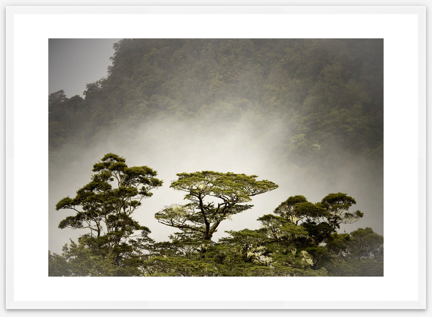 Morning mist rises to silhouette beech trees in the wilderness, art in a premium white frame A1 size. Smaller size options or canvas available.