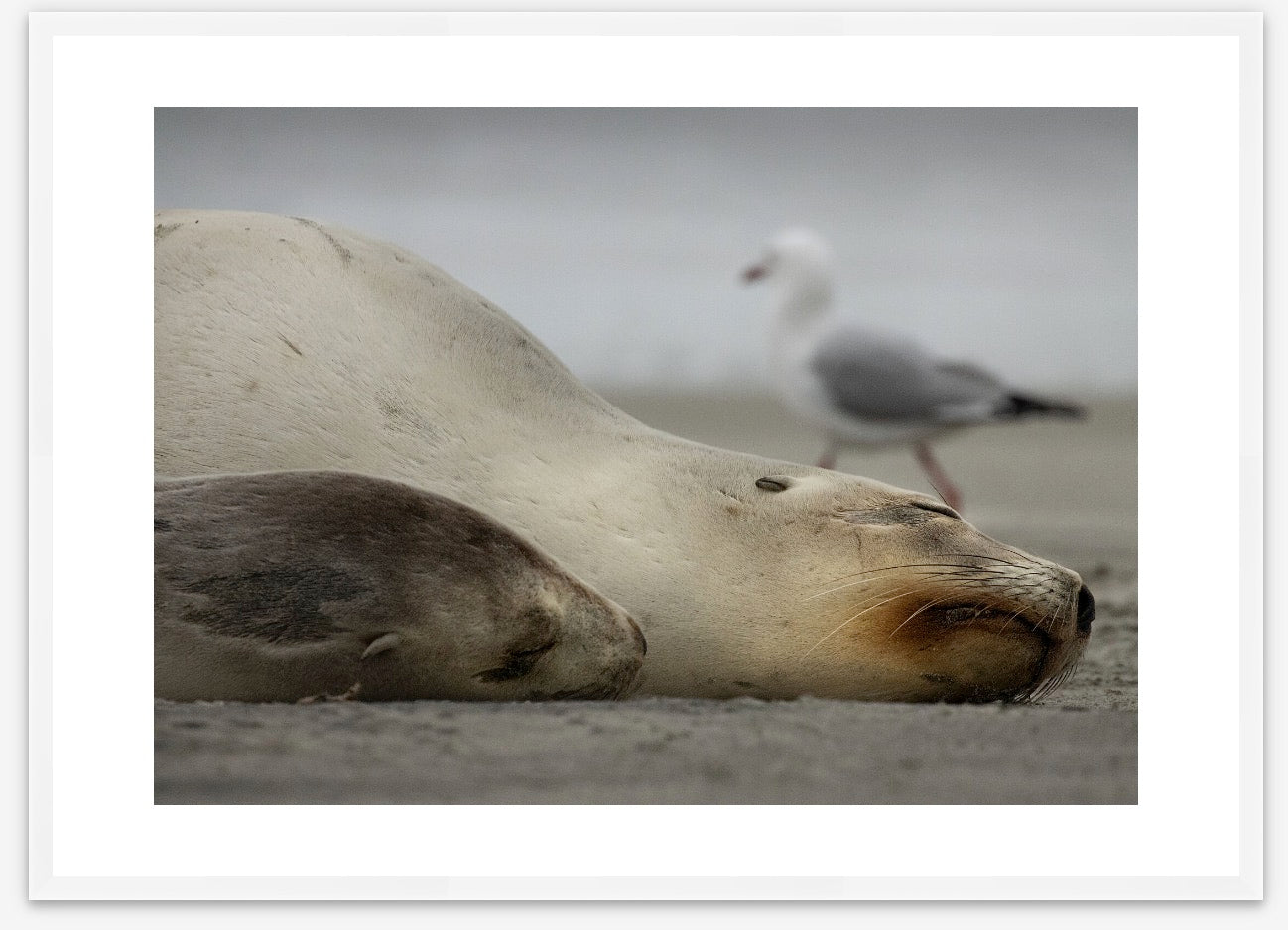 Seagull destroys gorgeous sea lion photo shoot!  In white premium frame. Enjoy some fun along with the soft honey tones of sleeping sea lions.  
