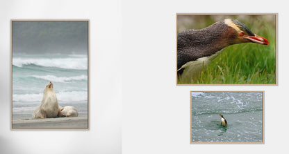 Three framed wall art prints displayed on a light gray wall above a dark green armchair with patterned pillows. The prints show a sea lion on a beach, a close-up of a yellow-eyed penguin, and a small penguin in water.