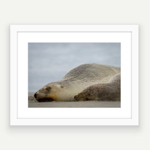 Sleeping beside mama sea lion