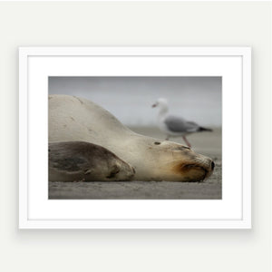 Sea Lion NZ with Gull photobomb