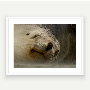 Windswept mama sea lion - Framed Art or Canvas