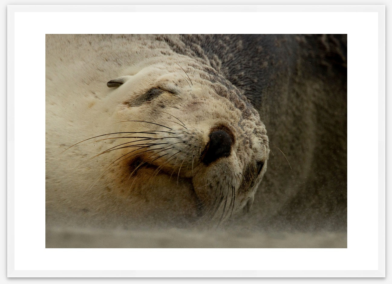 Close up of a cute sandy sea lion , in a premium white frame