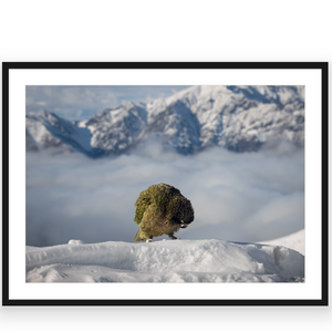 Kea in Snow