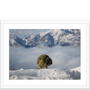 Kea in Snow