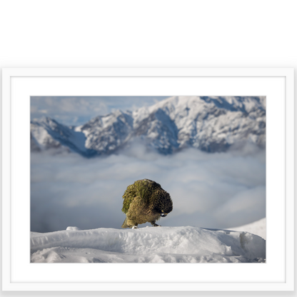 Kea in Snow