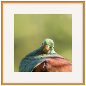NZ Wilderness or wildlife - back catalogue bundle 2 YOU CHOOSE