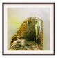 Hello Kākā - Big Float Framed Canvas option