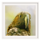 Hello Kākā - Big Float Framed Canvas option
