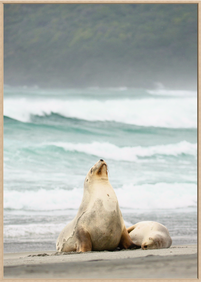 A framed canvas float showing sea lion and pup on a sandy beach with ocean waves and a hazy green hill in the background.