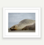 Mama and baby sea lion sleeping side by side. Wall Art.