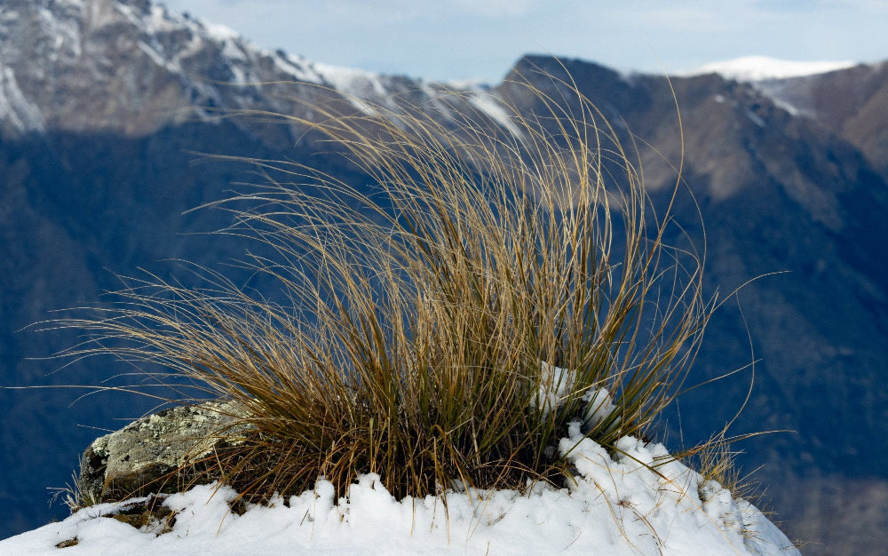 Snow Tussock in the snowy on a mountain in New Zealand