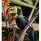 Blankwallnz greeting card with Maori name of Wellington New Zealand - 'Aotearoa, Te Whanganui-a-tara'. Tui in flax bush /harakeke. Back includes location information for Tui, Te Whanganui-a-Tara.