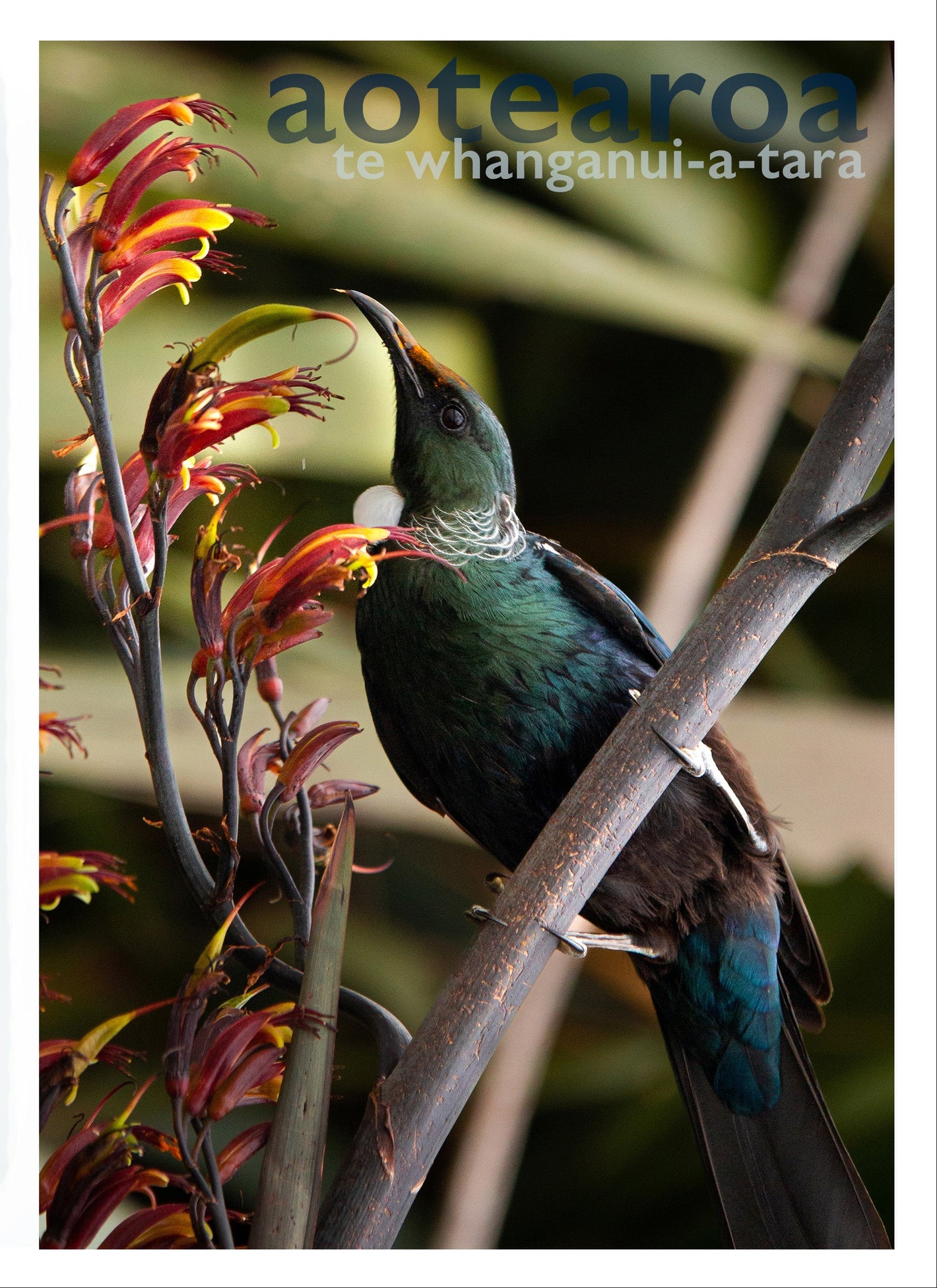 Blankwallnz greeting card with Maori name of Wellington New Zealand - 'Aotearoa, Te Whanganui-a-tara'. Tui in flax bush /harakeke. Back includes location information for Tui, Te Whanganui-a-Tara.