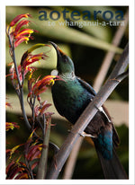 Blankwallnz greeting card with Maori name of Wellington New Zealand - 'Aotearoa, Te Whanganui-a-tara'. Tui in flax bush /harakeke. Back includes location information for Tui, Te Whanganui-a-Tara.