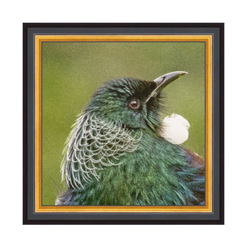 A framed close-up of a tui showing a green and blue tui with a white plume, set in a black frame with gold inner trim on a white background.