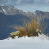 Tussock in Snow, shows the story of wild high peaks of the Otago province in deep south of New Zealand. Mirror wrapped canvas