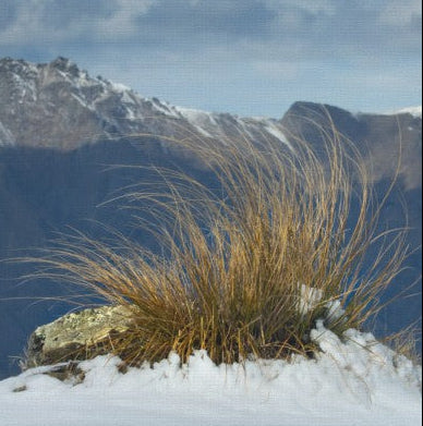 Tussock in Snow, shows the story of wild high peaks of the Otago province in deep south of New Zealand. Mirror wrapped canvas