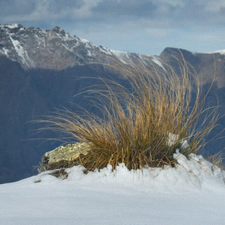 Tussock in Snow, shows the story of wild high peaks of the Otago province in deep south of New Zealand. Mirror wrapped canvas