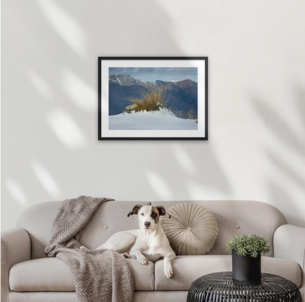 Tussock in Snow, shows the story of wild high peaks of the Otago province in deep south of New Zealand