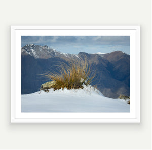 Tussock in Snow, shows the story of wild high peaks of the Otago province in deep south of New Zealand