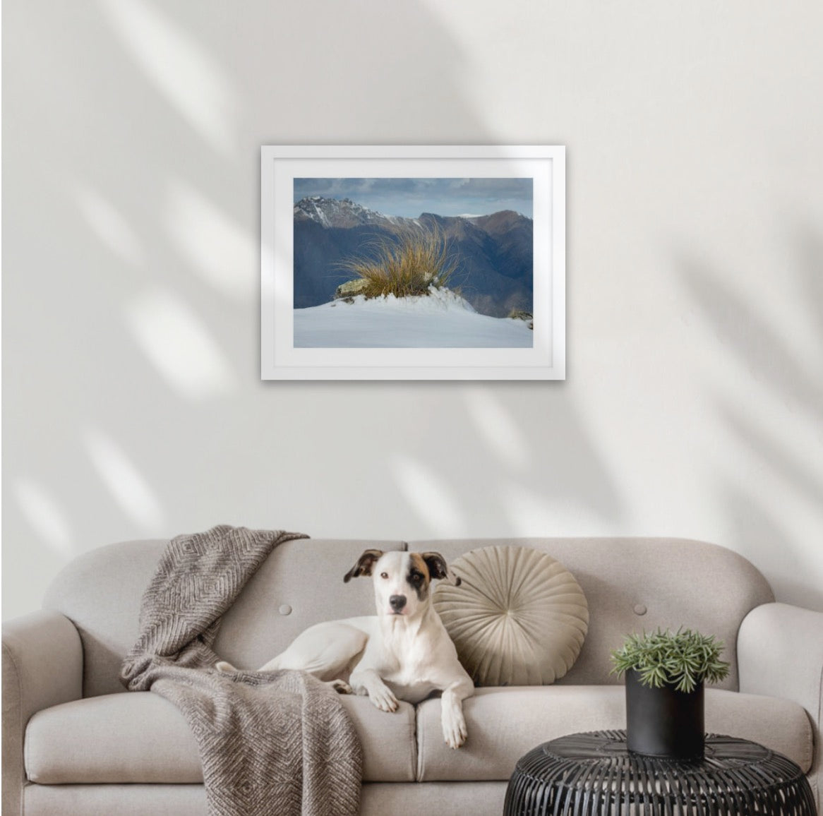 Tussock in Snow, shows the story of wild high peaks of the Otago province in deep south of New Zealand