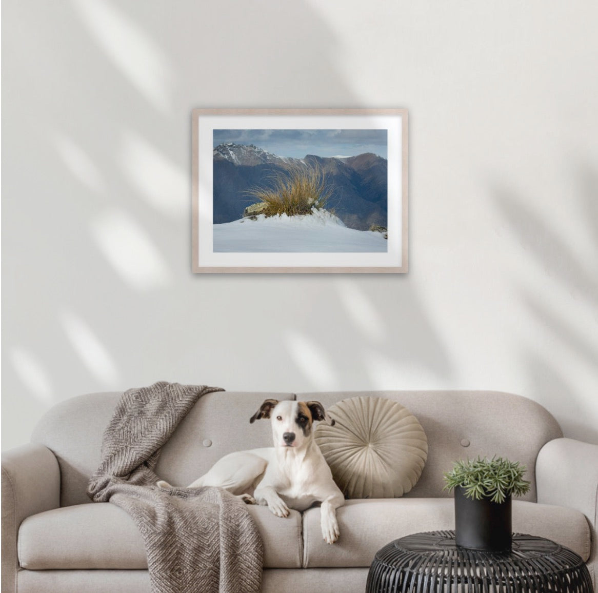 Tussock in Snow, shows the story of wild high peaks of the Otago province in deep south of New Zealand