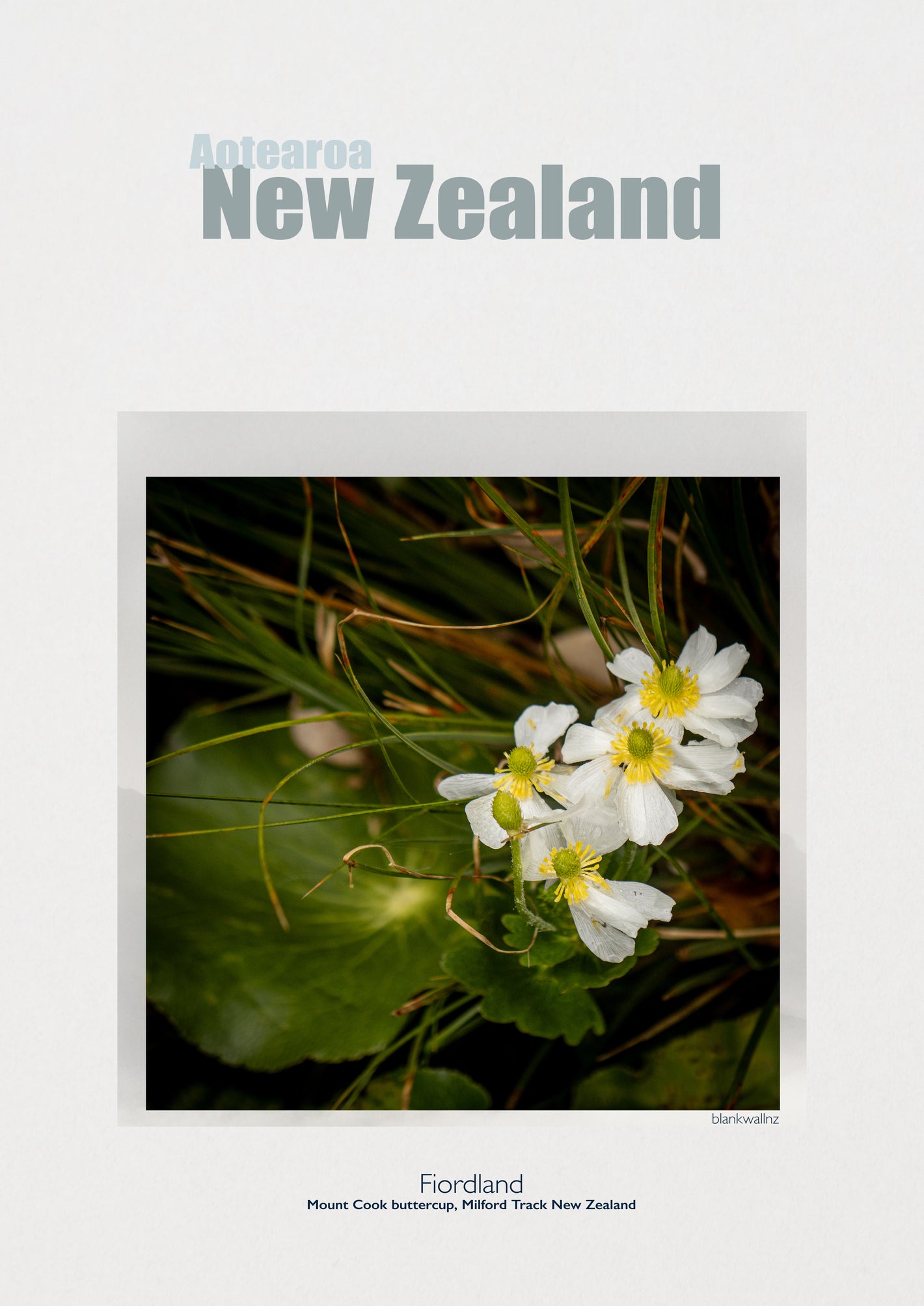 Daisy - New Zealand UNESCO poster (framed or unframed)