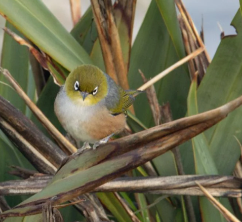 Tauhou - Waxeye small green and white bird perched on flax leaves.