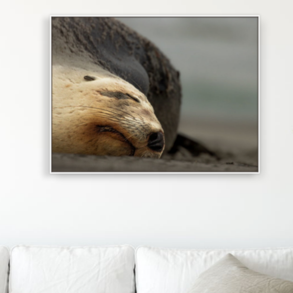 Framed picture of a sealion on a white wall above a white sofa.