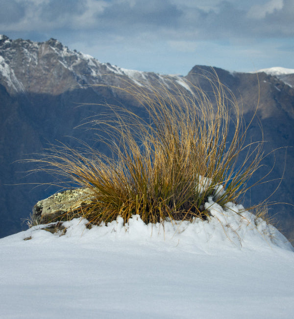 Native snow tussock growing on a snowy rock with Southern Alps mountains in the background
