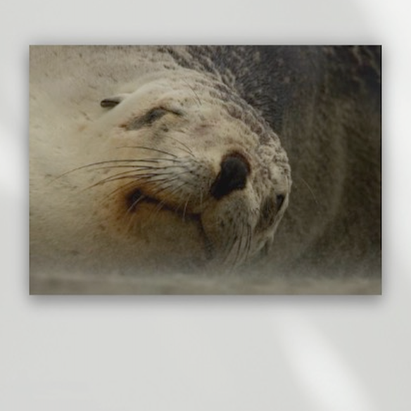Windswept mama sea lion close up portrait. 