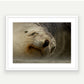 Wildlife image of NZ sea lion on canvas, or Premium Framed Art