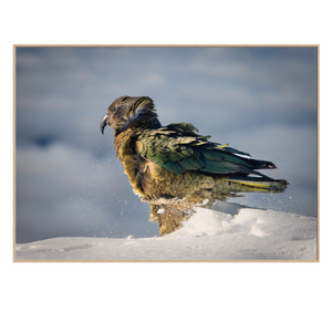 Kea standing on a snow with a cloudy sky in the background A1 size