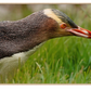 A framed photographic print of a yellow-eyed penguin in profile, standing in green grass. The print is presented with a light wood frame against a white background.