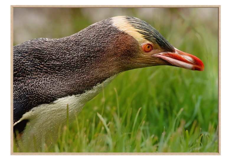 A framed photographic print of a yellow-eyed penguin in profile, standing in green grass. The print is presented with a light wood frame against a white background.