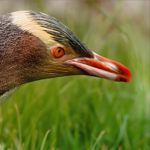 A framed photographic print of a yellow-eyed penguin in profile, standing in green grass. The print is presented with a light wood frame against a white background.