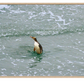 A rare yellow eyed penguin standing in foamy ocean water, with a light wood frame visible around the image.