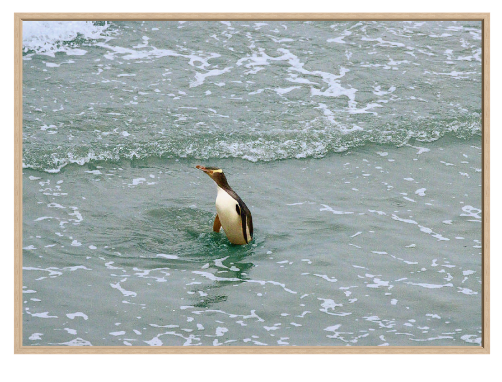 A rare yellow eyed penguin standing in foamy ocean water, with a light wood frame visible around the image.