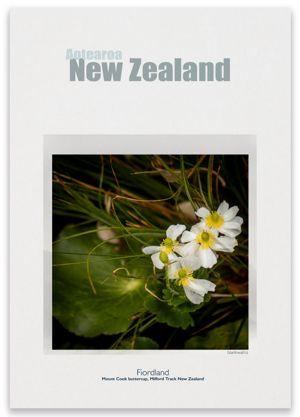 Daisy - New Zealand UNESCO laminated poster