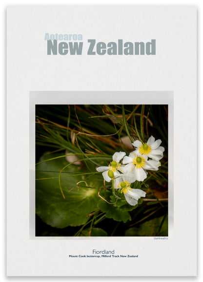 Daisy - New Zealand wilderness laminated poster